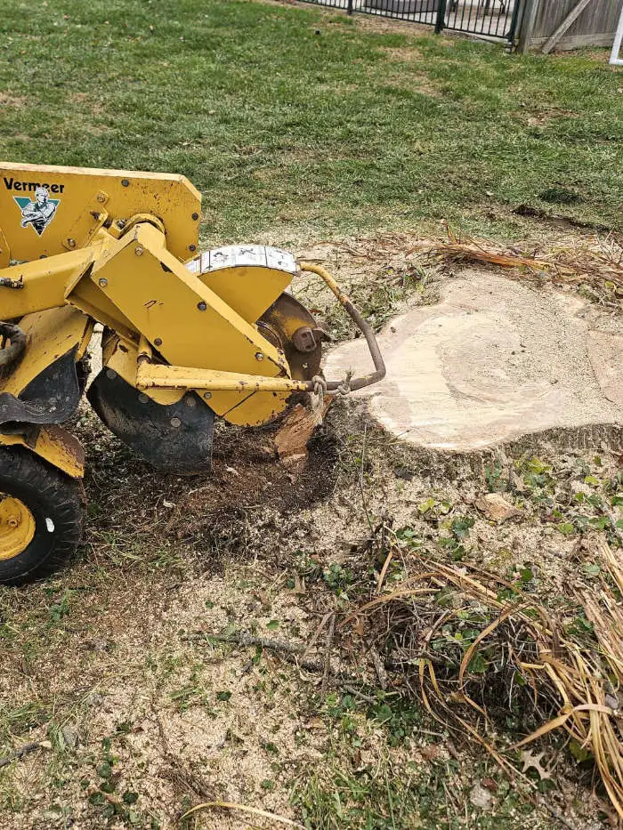The Stump Removal Process: Why It’s Important and How It’s Done