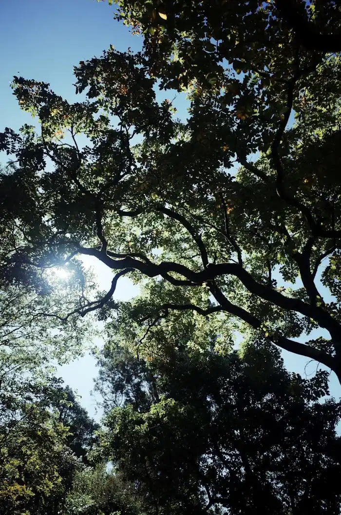 5 Tips to Keep Your Trees Healthy and Beautiful